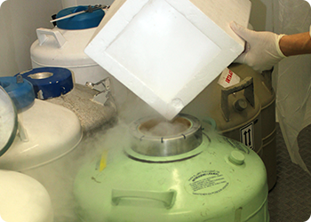 Semen criopreservado