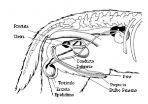 Anatomía del macho perro